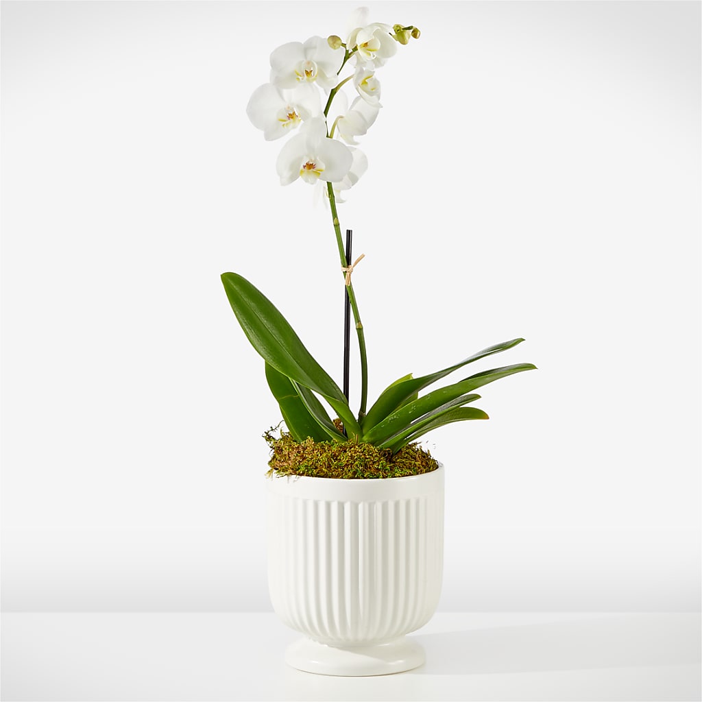 Whispering White Orchid – Riverside Floral, Tillamook OR