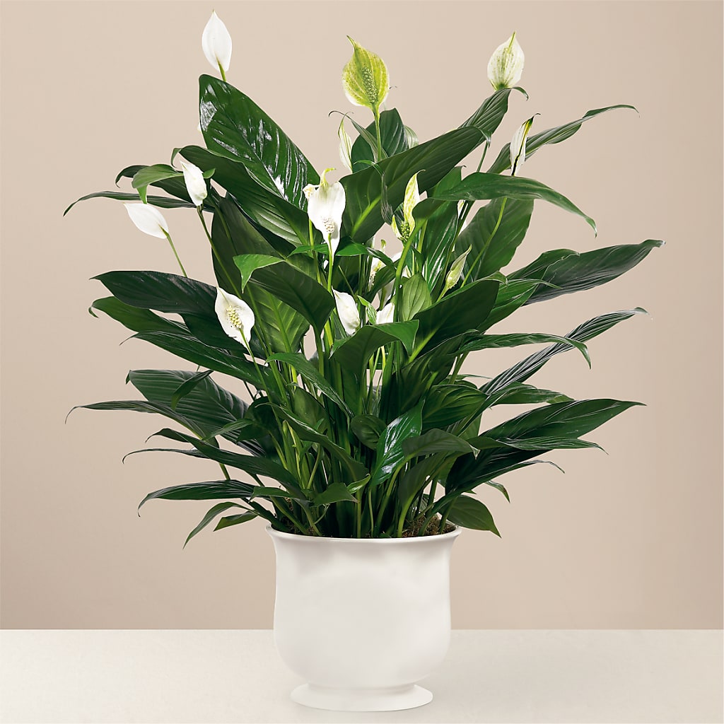 Comfort Planter – Riverside Floral, Tillamook OR