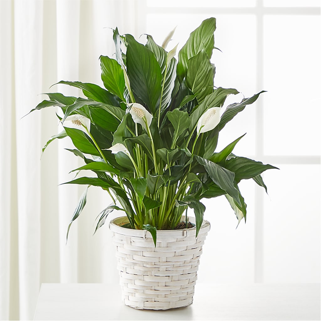 A New Leaf Peace Lily – Riverside Floral, Tillamook OR