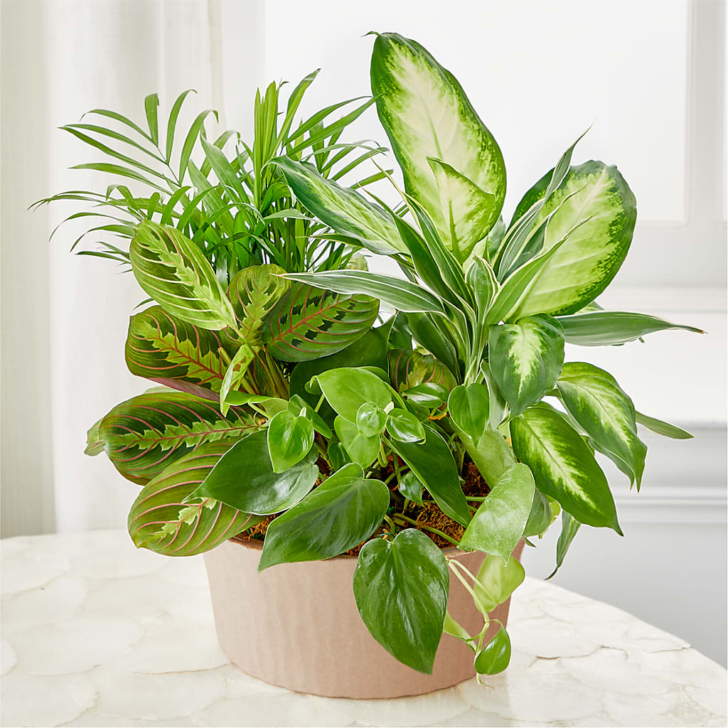Balance & Harmony Dishgarden – Riverside Floral, Tillamook OR