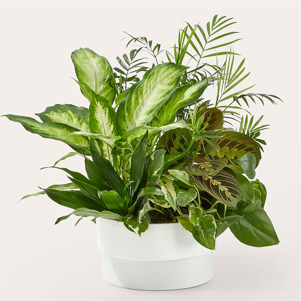 Radiating Positivity Dishgarden – Riverside Floral, Tillamook OR