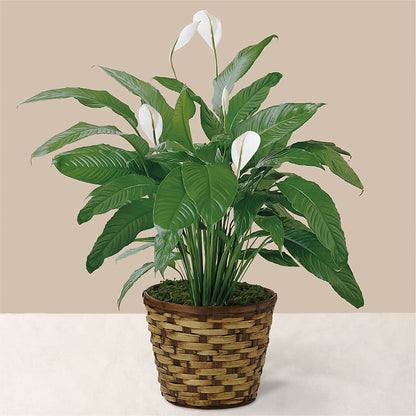 Tranquil Moments Peace Lily Plant –  Riverside Floral, Tillamook OR