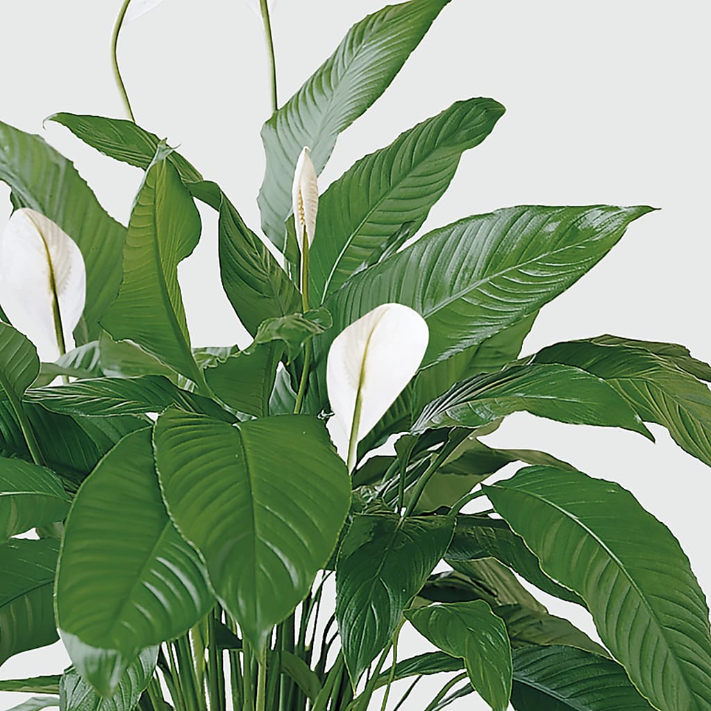Tranquil Moments Peace Lily Plant –  Riverside Floral, Tillamook OR