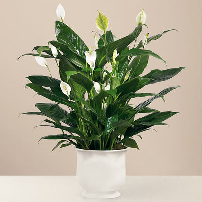 Comfort Planter –  Riverside Floral, Tillamook OR