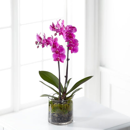 Pink Orchid Plant –  Riverside Floral, Tillamook OR